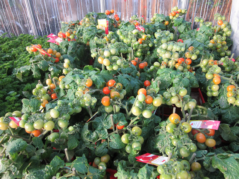 Tomatenplanten bij Tuincentrum Het Westen