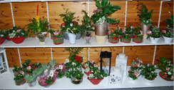Kado planten en bloemen