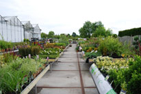 Tuincentrum Leerdam planten en bloemen