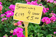 Geraniums bij Tuincentrum Het Westen