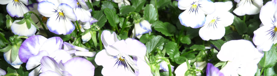 Tuincentrum Het Westen