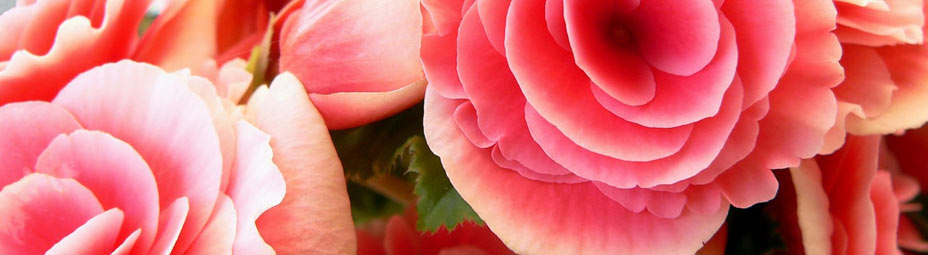 Zomer bij Tuincentrum Het Westen